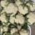 【花菜】四川松花菜白面青梗有机菜花大量供应对接市场电商