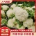【花菜】四川松花菜白面青梗有机菜花大量供应对接市场电商