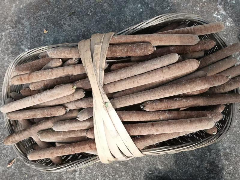 蒲棒，优质蒲棒，现采，欢迎老板前来联系