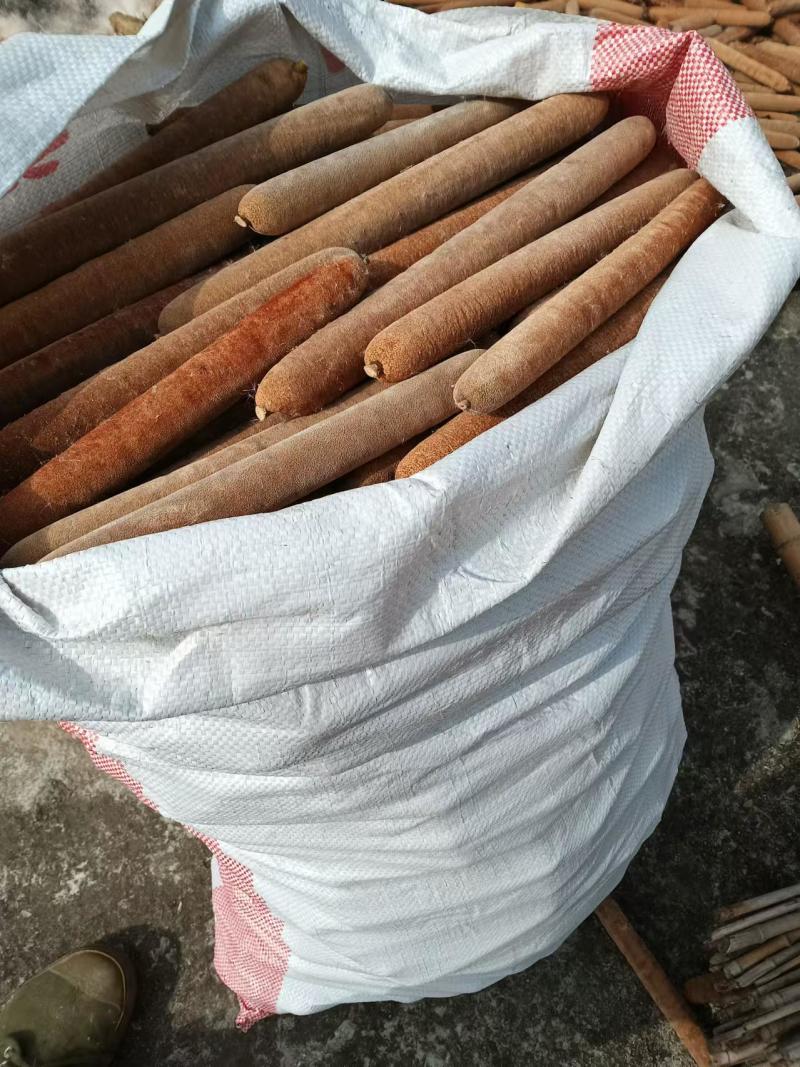 蒲棒，优质蒲棒，现采，欢迎老板前来联系
