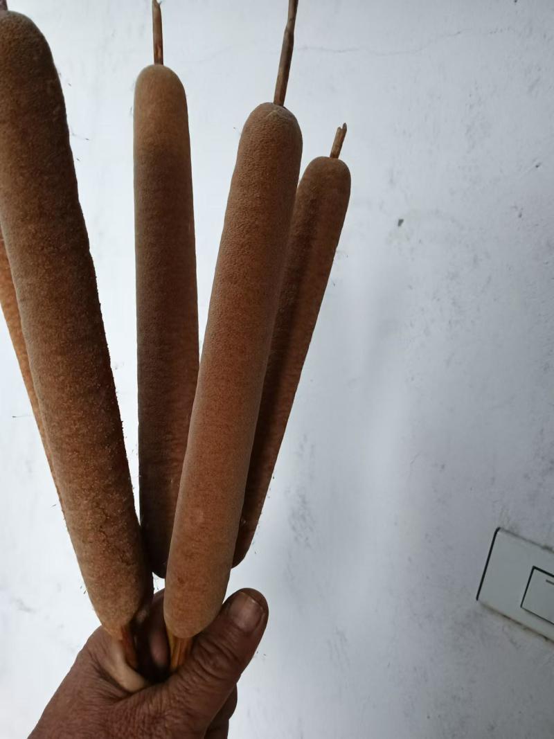 蒲棒，优质蒲棒，现采，欢迎老板前来联系