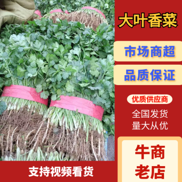 大叶香菜品质保证诚信经营产地直供视频看货量大从优