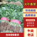 大叶香菜品质保证诚信经营产地直供视频看货量大从优