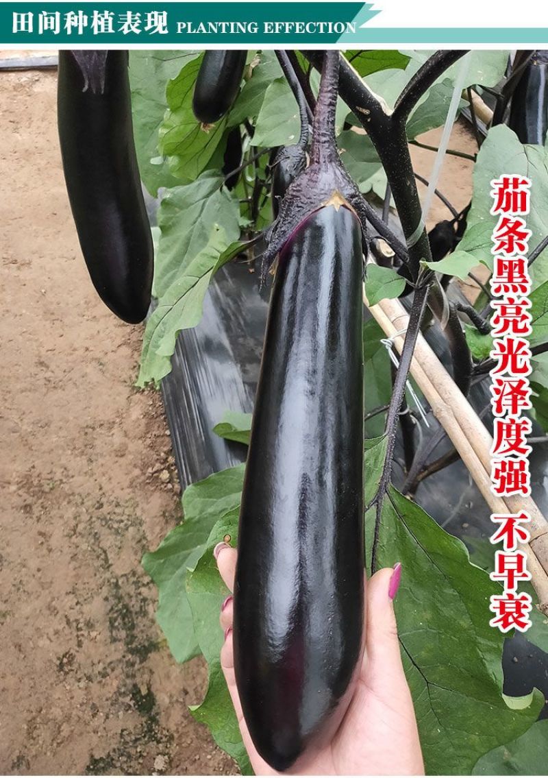 丰源黑长茄种子条直黑亮口感棉软抗病耐低温