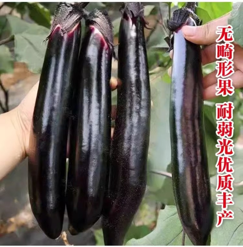 丰源黑长茄种子条直黑亮口感棉软抗病耐低温