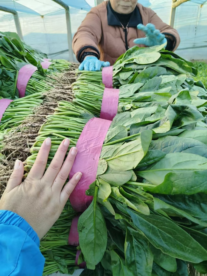 河南安阳大叶菠菜已上市，一手货源，全国供货，价格便宜
