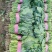 河南安阳大叶菠菜已上市，一手货源，全国供货，价格便宜