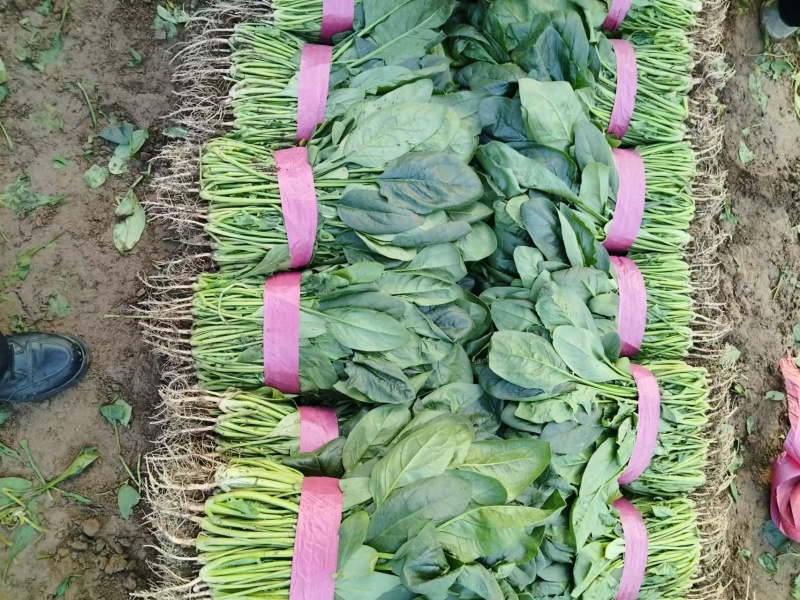 河南安阳大叶菠菜已上市，一手货源，全国供货，价格便宜