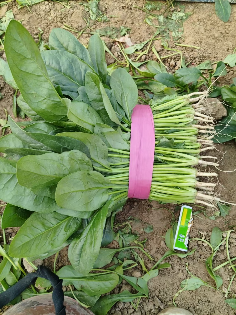 河南安阳大叶菠菜已上市，一手货源，全国供货，价格便宜
