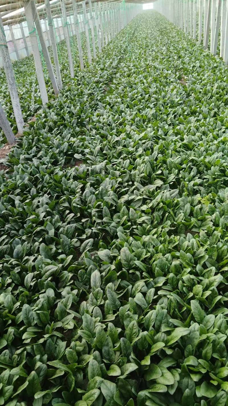 河南安阳大叶菠菜已上市，一手货源，全国供货，价格便宜