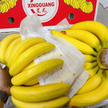 特价精品进口菲律宾香蕉,香甜软糯,保质保量,可发全国。