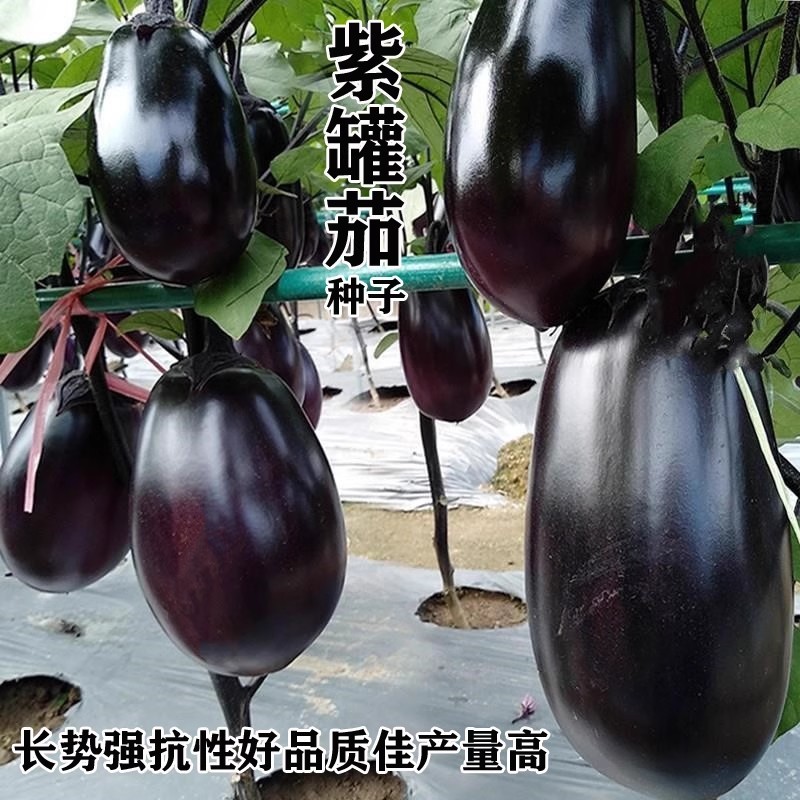 丰源牛心茄种子紫茄罐种子中早熟皮软果肉白色细嫩