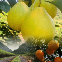 广西沙田柚，品质保证，产地直发，价格优惠，诚信第一