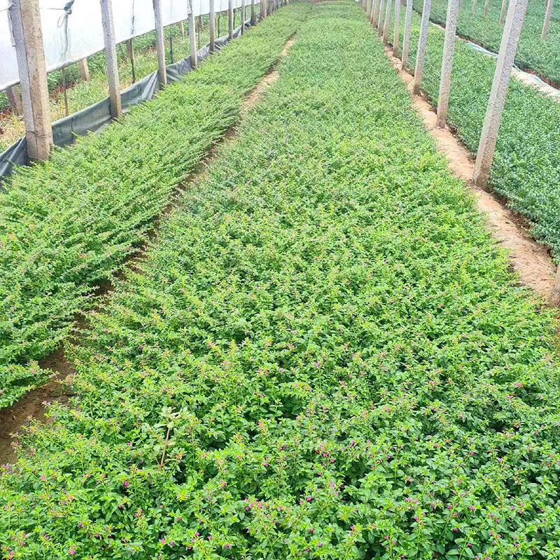 满天星花苗盆栽细叶萼距花紫雪茄花镜