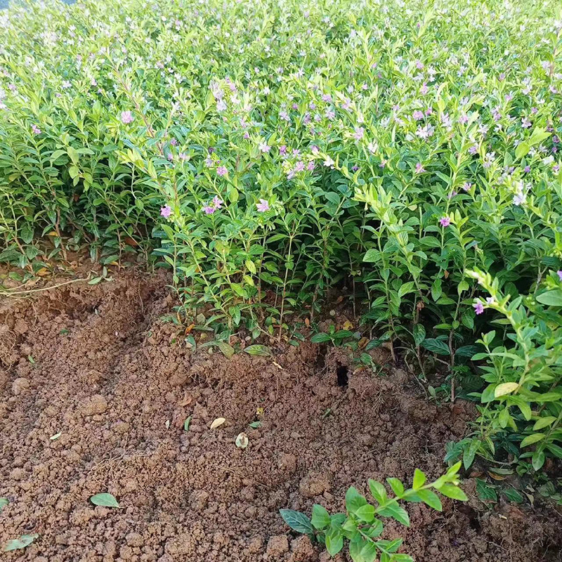 满天星花苗盆栽细叶萼距花紫雪茄花镜