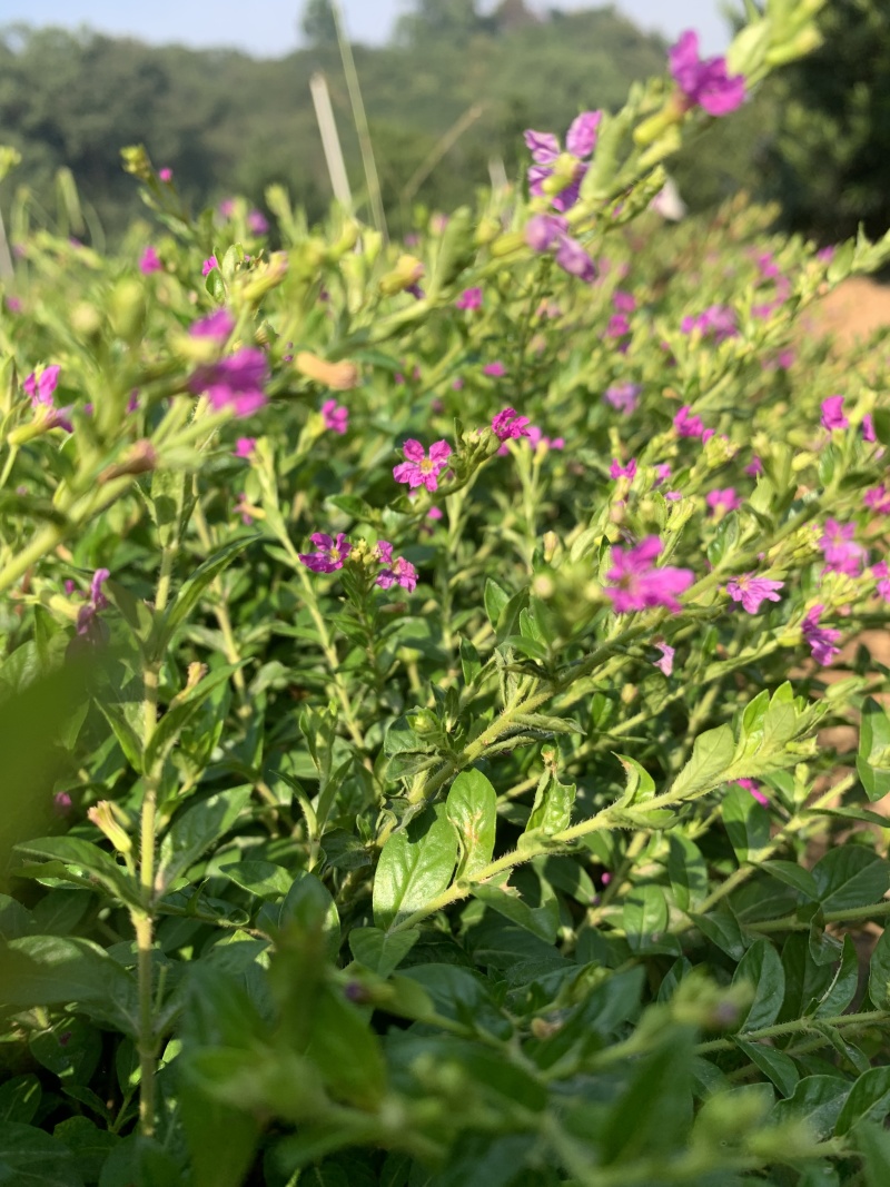 满天星花苗盆栽细叶萼距花紫雪茄花镜