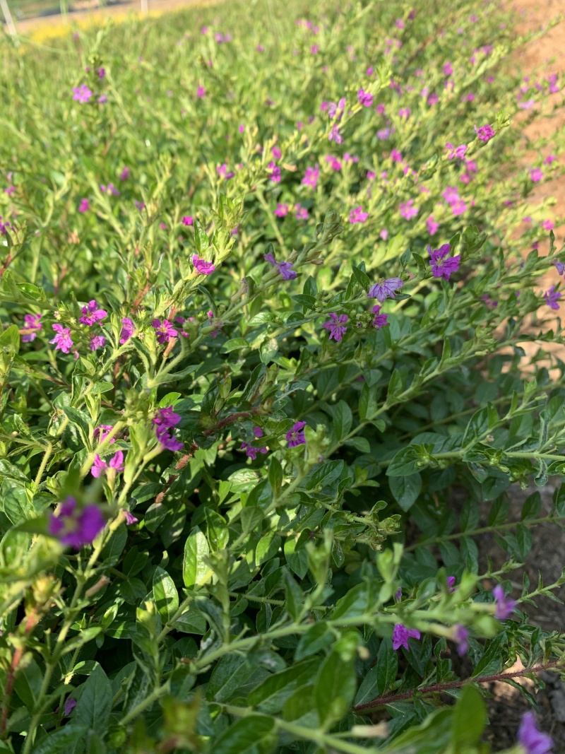 满天星花苗盆栽细叶萼距花紫雪茄花镜