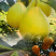 广西阳朔县兴坪沙田柚，品质保证，价格优惠，实力精选，诚信