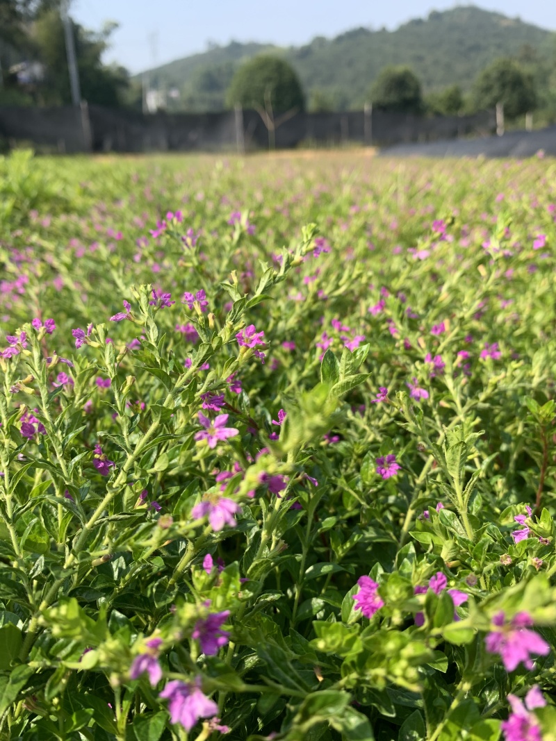 满天星花苗盆栽细叶萼距花紫雪茄花镜