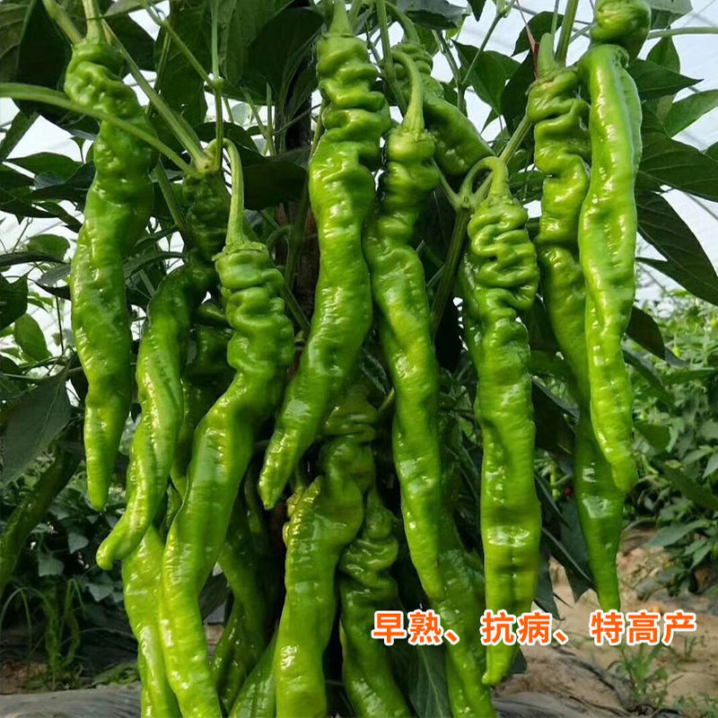 韩育1677螺丝椒种子韩国引进超大果型陇椒种子早熟辣椒种