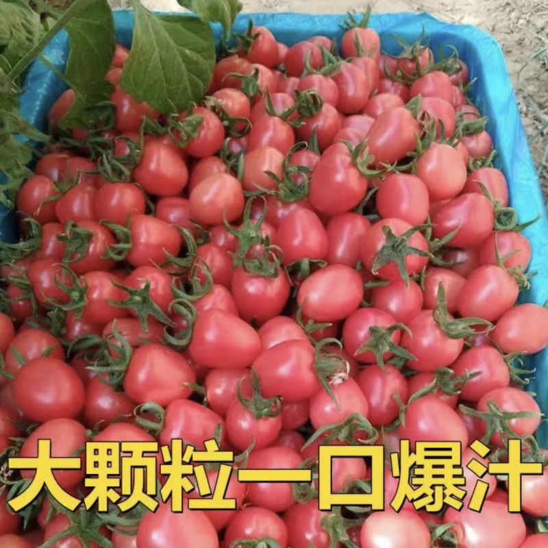 山东新鲜圣女果现摘番茄小西红柿水果生吃蔬菜贝贝小番茄