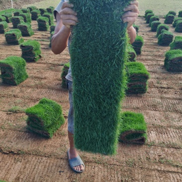 台湾草卷马尼拉草卷大叶草卷兰引三号草卷草皮