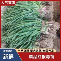 江浙沪直发红根蒜苗一手货源量大价优对接全国各级市场
