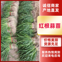 徐州蒜苗江浙沪直发量大价优质量保证欢迎致电咨询