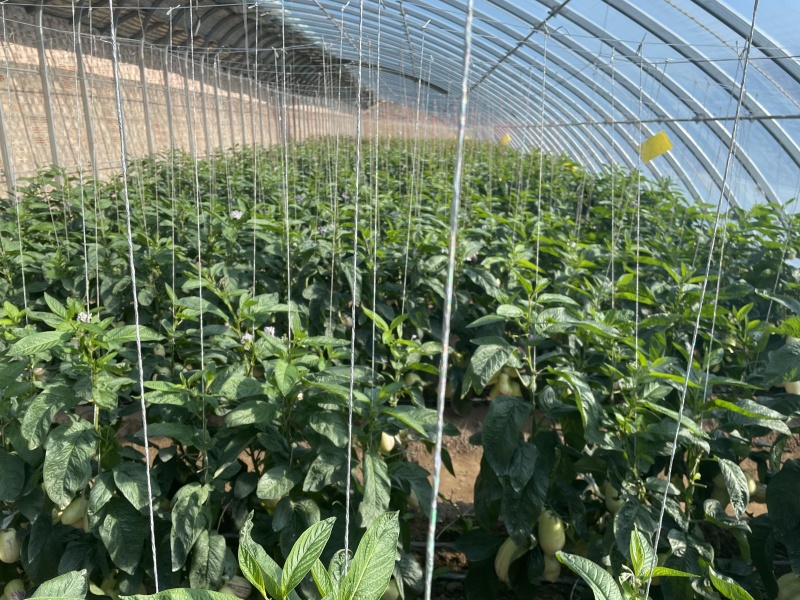 甘肃人参果精品大果，量大价优，规格齐全对接电商市场批发商
