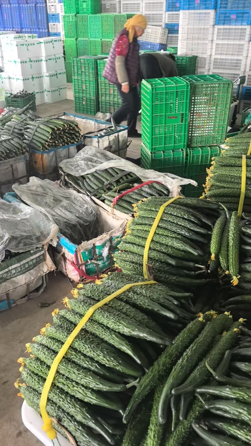 热卖安阳黄瓜大量上市，青瓜顶花，商超品质对接电商批发档口