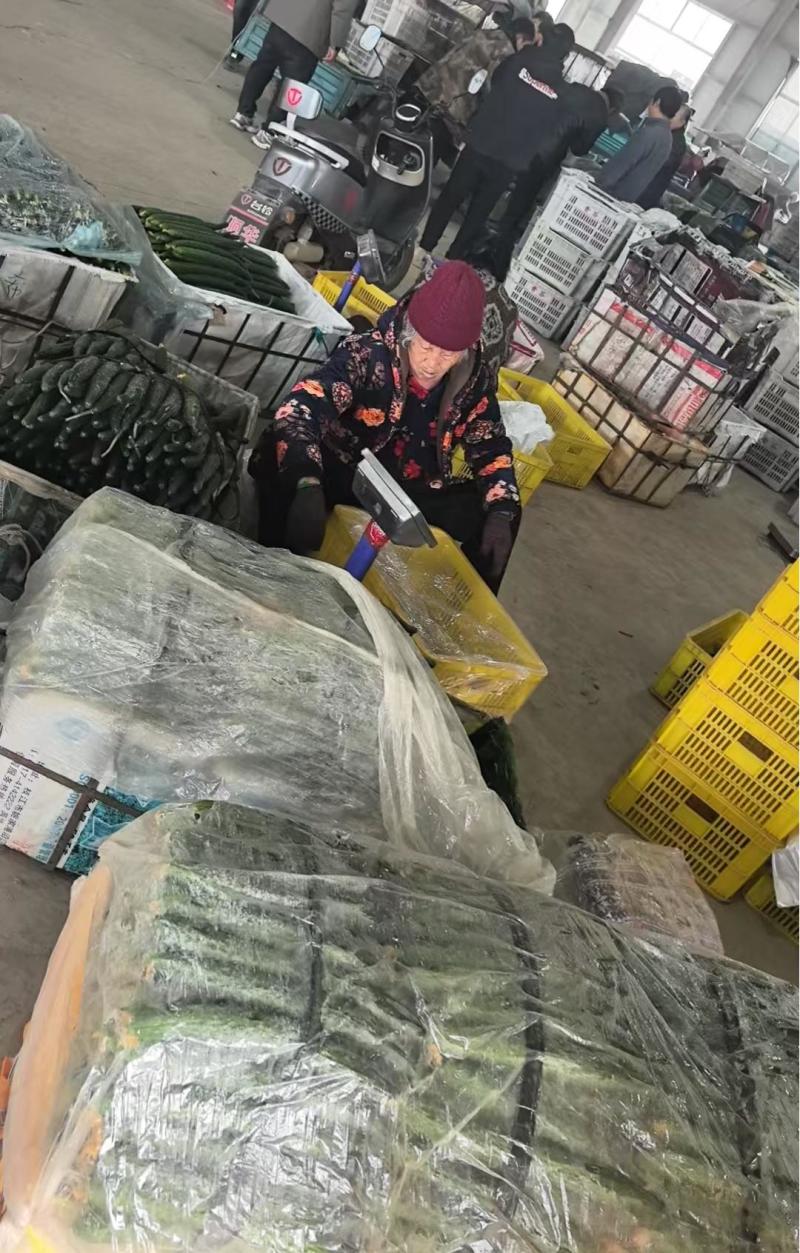 热卖安阳黄瓜大量上市，青瓜顶花，商超品质对接电商批发档口