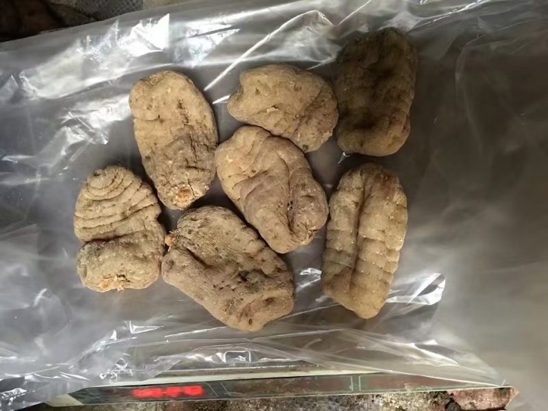 彝良县小草呗干天麻精美包装价格美丽对接商超