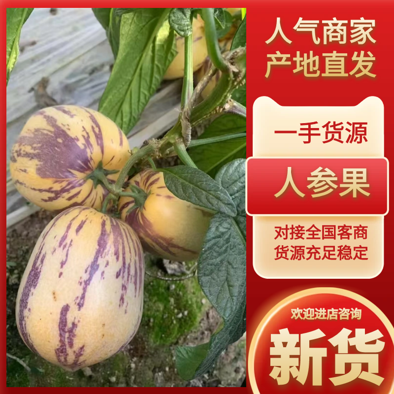 甘肃民勤人参果产地整车直发电商货供应支持视频看货