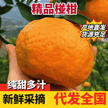 碰柑产地直发供应出口贸易、市场、零售