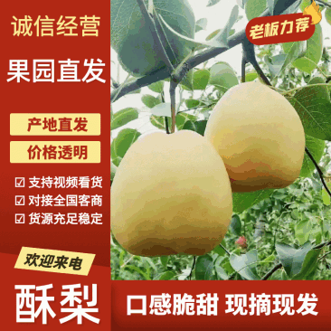 陕西蒲城酥梨大量有货，地面果和库存果都有！