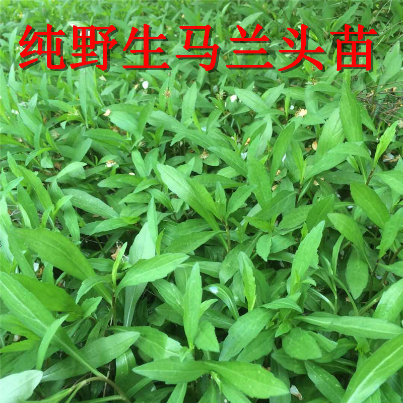 马兰头苗现挖鲜活包成活带根红梗青梗马兰头种苗高产
