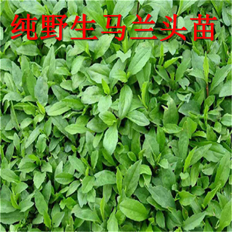 马兰头苗现挖鲜活包成活带根红梗青梗马兰头种苗高产