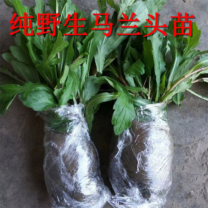 马兰头苗现挖鲜活包成活带根红梗青梗马兰头种苗高产