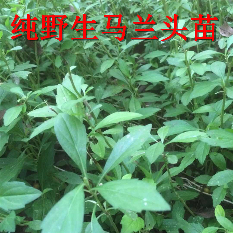 马兰头苗现挖鲜活包成活带根红梗青梗马兰头种苗高产
