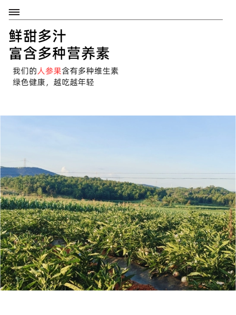 云南石林人参果/一件代发/批发/零售人参果云南人参果黄果