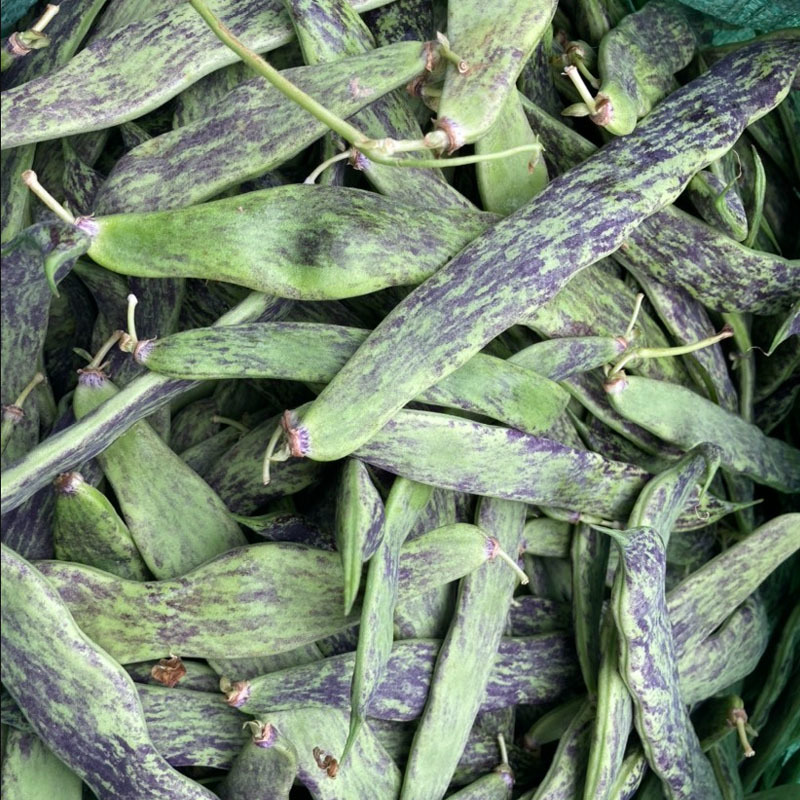 龙泉花皮无筋豆八月忙早熟荚淡绿色肉厚架豆种四季豆