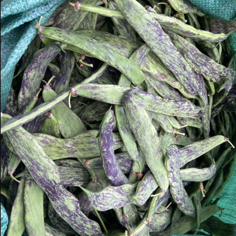 龙泉花皮无筋豆八月忙早熟荚淡绿色肉厚架豆种四季豆