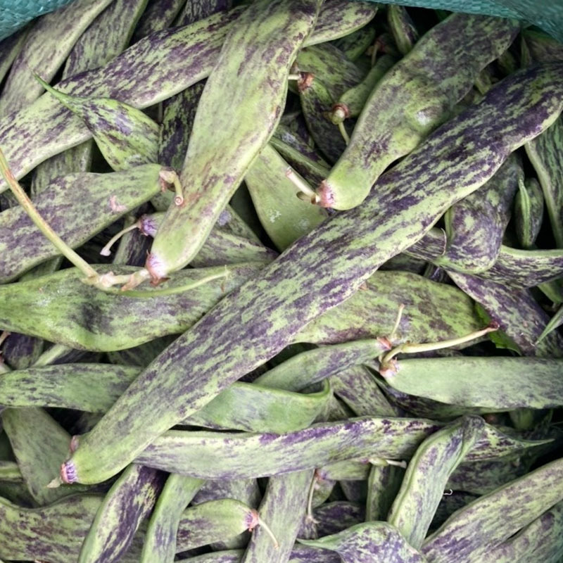 龙泉花皮无筋豆八月忙早熟荚淡绿色肉厚架豆种四季豆