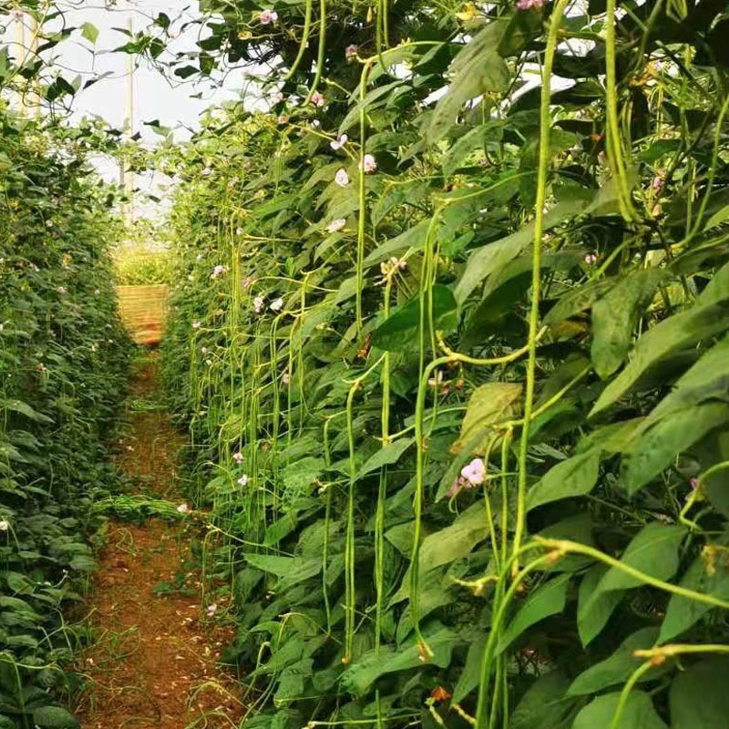 长豇豆种子穗景翠绿608翠绿色嫩荚肉厚不鼓籽春夏秋种