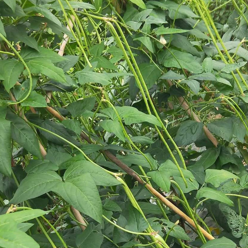 长豇豆种子穗景翠绿608翠绿色嫩荚肉厚不鼓籽春夏秋种
