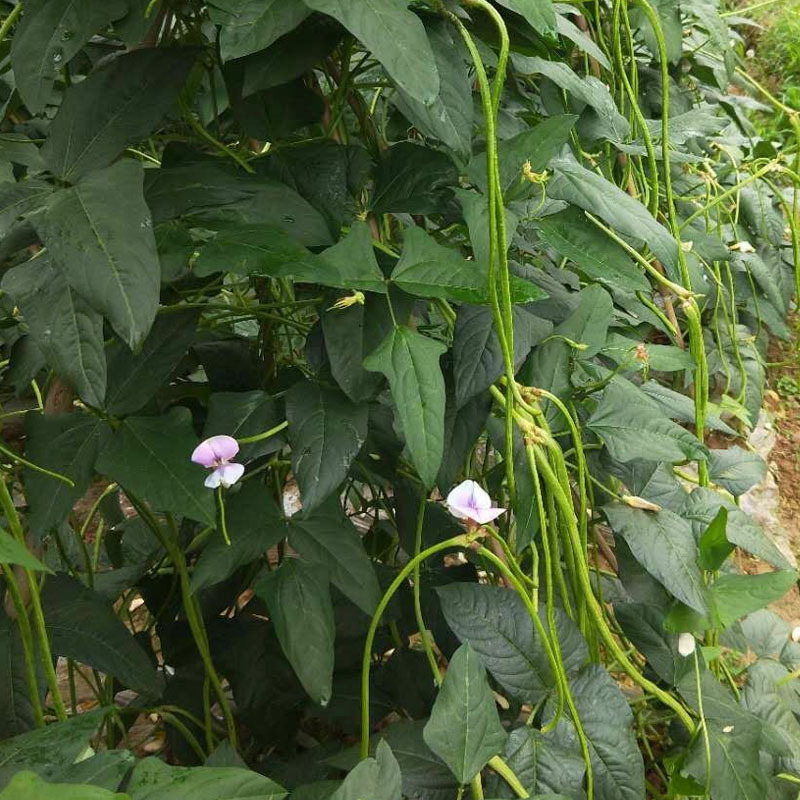长豇豆种子穗景翠绿608翠绿色嫩荚肉厚不鼓籽春夏秋种