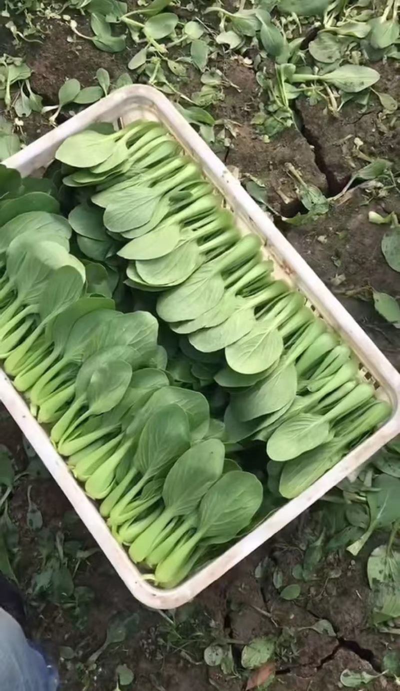 【精品】江苏上海青产地直发价格优惠全国供应