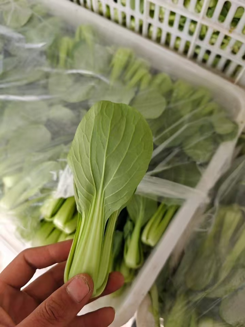 【精品】江苏上海青产地直发价格优惠全国供应