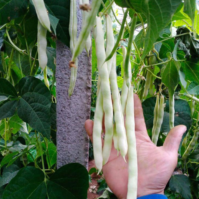 九粒白芸豆种子龙泉三回头豆角早熟纤维少无筋摘不败基地品种