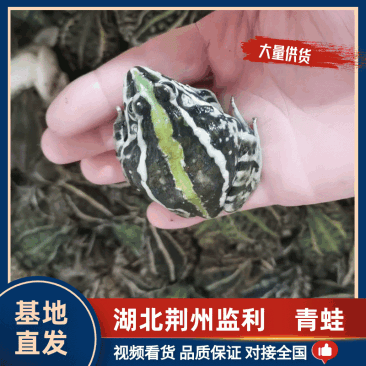 青蛙：湖北监利市养殖青蛙，产地直销规格齐全，一件都是批发